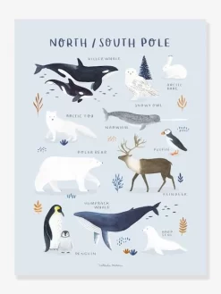 Affiche Animaux Pôle Nord/Sud Living Earth LILIPINSO Bleu Glacier - Lilipinso